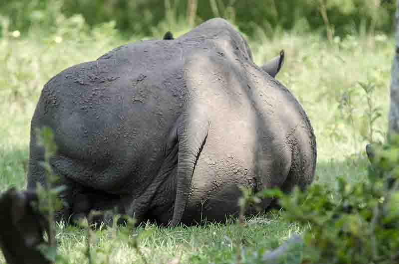 Rinoceronte Blanco - reserva de Ziwa - Uganda 04.jpg